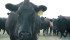 Health and production problems can be reduced by body scoring cows. | File photo