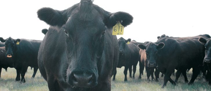 Health and production problems can be reduced by body scoring cows.  |  File photo