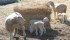 Respiratory disease and digestive problems account for more than half the overall deaths in sheep flocks. | File photo