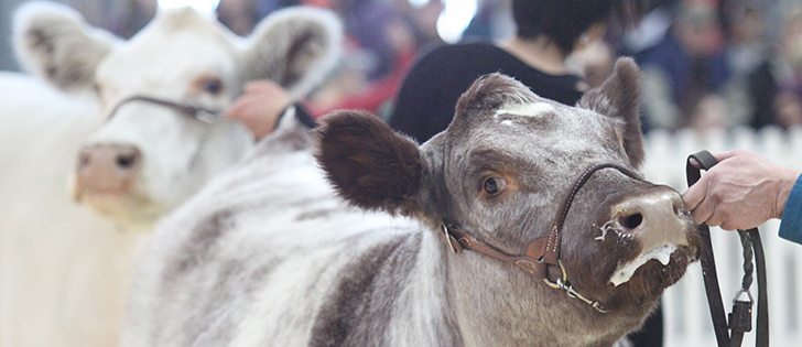A shorthorn cow, owned by Connie Baehr of Red Deer County | Mary MacArthur photo.