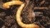 Farmers in Ontario will have to prove the presence of wireworms in their fields before being allowed to use neonicotinoids. | File photo