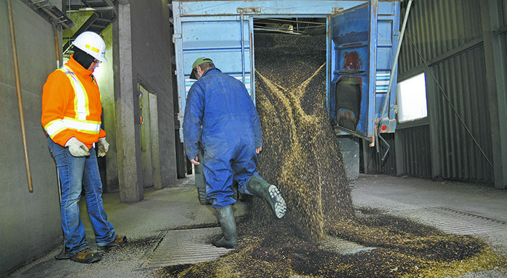 Producers who harvested canola green this fall are finding it is heating in storage and are in a hurry to sell. | File photo
