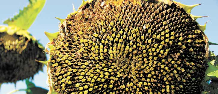Manitoba sunflower acres have declined over the last seven to 10 years, falling from 190,000 in 2006 to 70,000 in 2013 but recovering to 104,000 this year.  |  File photo