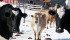 Group pushes for non-GM milk label
