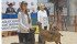 Sandy Larocque, right, helped bring back the dairy goat show to Canadian Western Agribition. Also in the ring is Sydney Flemming. Both are from Sifton, Man. | Karen Briere photo
