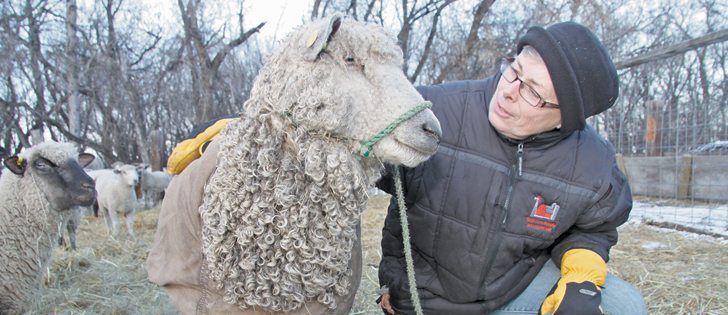 Gerry Oliver is particularly fond of Margaret, a Wensleydale sheep that’s part of her flock near Carberry, Man. Oliver has several unique and rare breeds of sheep, including Romneys and Cotswolds.
|  Robert Arnason photo