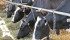 Canadian dairy farmers could evolve under the protection of supply management for a few years and emerge in a way that allows them to survive in the free market if the system disappears, says one expert. | File photo