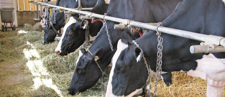 Canadian dairy farmers could evolve under the protection of supply management for a few years and emerge in a way that allows them to survive in the free market if the system disappears, says one expert.   |  File photo