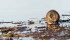 A common belief among trappers and First Nations elders is that a big muskrat house often means a harsh winter. | iStock photo