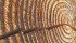 Tree rings are a record of climate fluctuations: narrow rings indicate dry years and wider rings indicate wetter years. | iStock photo