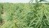 Growers of hemp will have to work together to get a health claim. | File photo