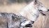 Wolves living along the Rocky Mountain eastern slopes rely on cattle for 45 percent of their prey during the grazing season, recent research has shown. | Caninest\Flickr.com photo