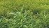 Kochia, seen here in a lentil field, is one of the weeds developing herbicide resistance. | File photo
