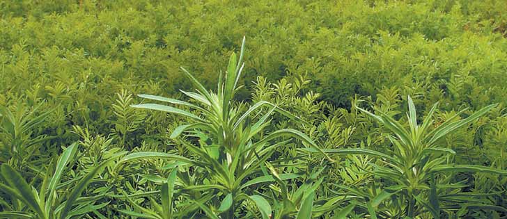 Kochia, seen here in a lentil field, is one of the weeds developing herbicide resistance.  |  File photo