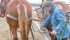 While mouldboard plowing is still a part of Ken and Martha Laing’s organic farm, the couple has found ways to reduce tillage including the recent introduction of a single strip, strip-tillage implement Ken designed. | Jeffrey Carter photo