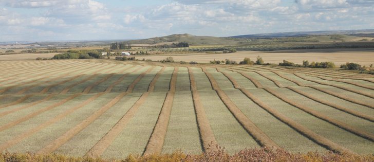 The Canola Council of Canada wants to develop best management practices for crop protection products for various locations and weather conditions across Western Canada. |  File photo