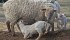 Neither the former Conservative government nor the current Liberal one have battled for the sheep industry, Canadian Sheep Federation chair Phil Kolodychuk said. U.S. Congress repealed COOL for beef, pork and chicken Dec. 18 but not sheep and lamb. | File photo
