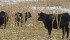 The WTO ruled that trade damage to the Canadian red meat industry because of COOL amounted to $1 billion annually, which prompted the U.S. to repeal country of origin labelling for cattle and hogs. | File photo