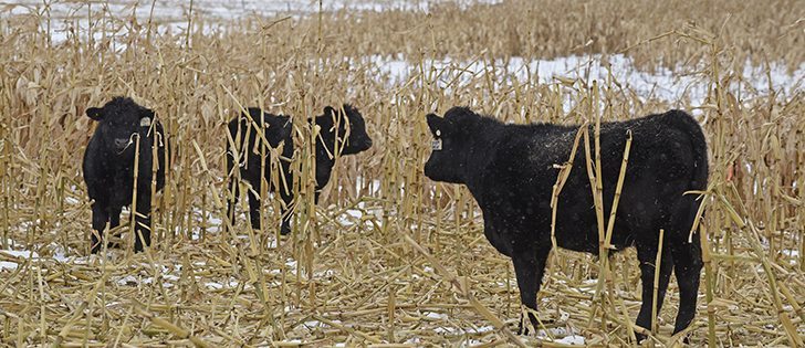 The WTO ruled that trade damage to the Canadian red meat industry because of COOL amounted to $1 billion annually, which prompted the U.S. to repeal country of origin labelling for cattle and hogs. | File photo