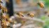 Media coverage has convinced many Canadians that bees are in serious trouble, however Honey council chair Kevin Nixon said Canada’s beekeeping industry is prospering. | File photo