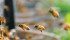 Statistics Canada said apiarists produced 95.3 million pounds of honey, up from 85.5 million last year and 76.5 million in 2013. | File photo