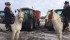 Bill 6 protestors on horseback in Leduc. | Mary MacArthur photo