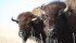 Rounding up the bison and returning them to their home will be challenging. Trucks, all-terrain vehicles and snowmobiles can be used, but the people involved must know what they're doing and they must go slowly. | File photo