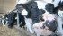 A Manitoba dairy farmer says Canadians need one more dairy alternative: non-genetically modified milk. | File photo