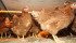 The repeal of U.S. country-of-origin labelling legislation excluded chicken as well as sheep and lamb, and it is unclear whether Canada is still in a position to retaliate given that they were excluded from the COOL repeal. | File photo