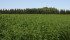 Hemp growers were recently told there's a glut of hemp seed in storage on farms in Alberta, Saskatchewan and Manitoba. | File photo