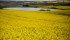 Canola adds about 35 kg of carbon into the soil per acre in Saskatchewan, which may offer Canadian producers a competitive advantage when selling into markets with a carbon cap and trade framework. | Robin Booker photo