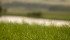 Boron deficiency is an issue globally, but it is rare in Western Canada. | Robin Booker photo