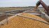 The World Trade Organization has agreed to eliminate agricultural export subsidies, something developing countries have demanded action on for decades. | File photo