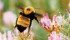 A Mississauga firm specializing in bee vectoring technology, has developed a system that uses bumblebees to deliver microbial agents to crops. | File photo