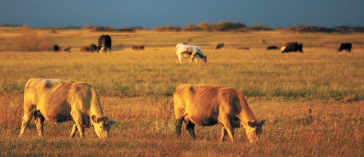 Livestock can be gentle one minute and aggressive the next, especially a mother protecting a calf, says a large animal veterinarian.  |  File photo
