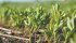 Strong lentil prices and sales should encourage farmers to increase seedings by 24 percent this spring. | File photo