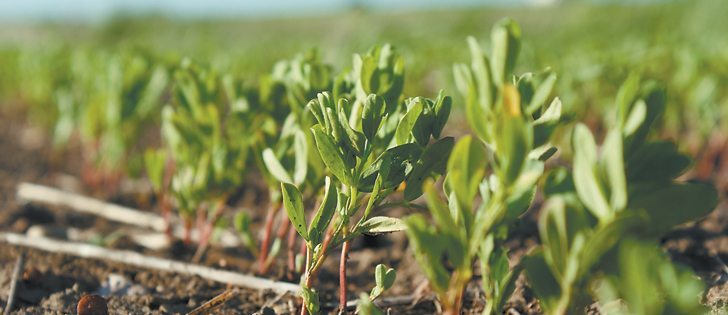 Strong lentil prices and sales should encourage farmers to increase seedings by 24 percent this spring.  |  File photo