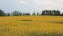 Analysts expect to see a premium for canola due to tight supply. | File photo