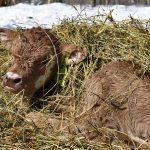 A newborn calf sits outdoors on a sunny day in a bed of straw.