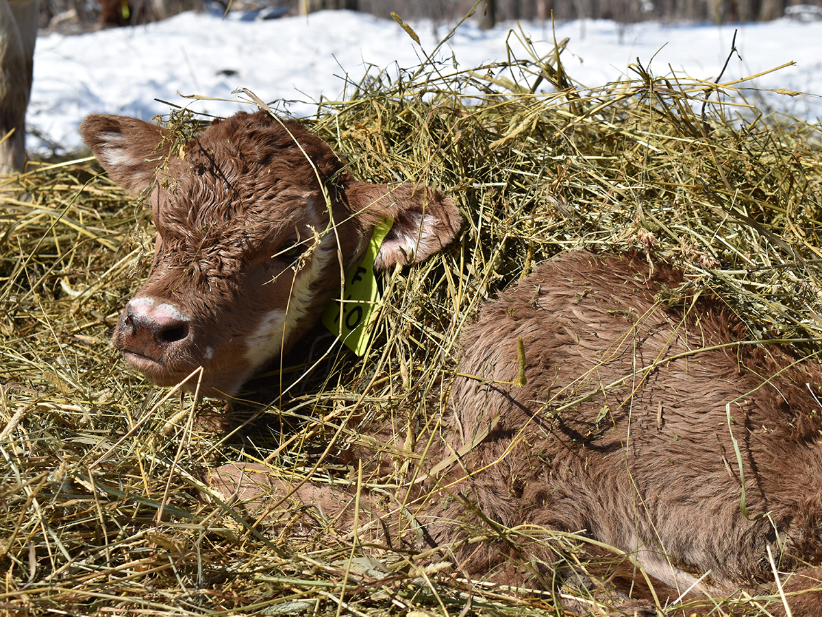 A newborn calf sits outdoors on a sunny day in a bed of straw.