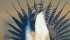 Forty sage grouse will move to Alberta from Montana. | File photo