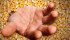 Buried under several feet of corn, an Iowa farmer describes his harrowing story of rescue and recovery. | Michelle Houlden photo illustration