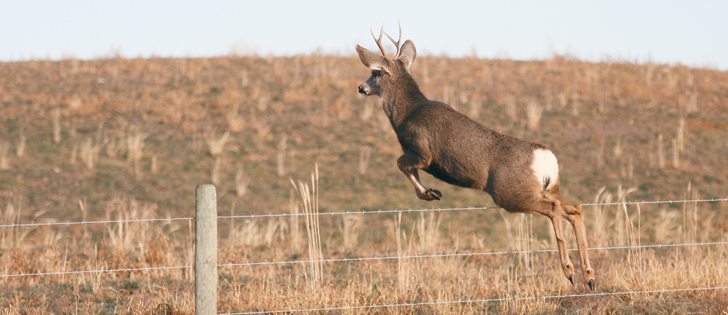 Chronic wasting disease was first found in a farm elk but has since spread to the wild deer and elk population.  |  File photo
