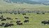 Indian reservations want the bison on their land, but cattle producers worry about the spread of disease and possible mismanagement of the animals. | File photo