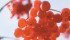 Researchers are looking at cranberry extract as an alternative to antimicrobial drugs used by poultry producers. | File photo