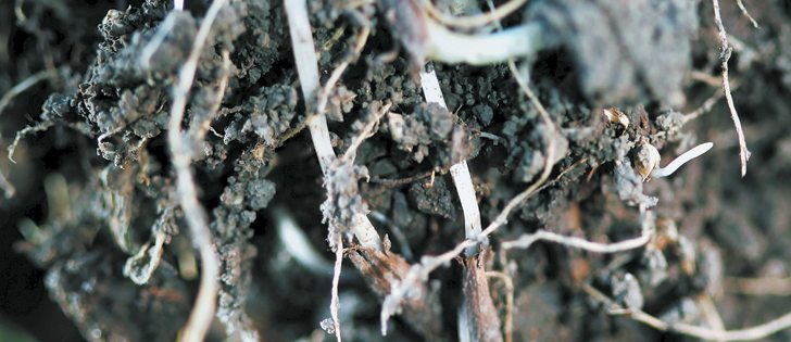 Researchers hope to design fertilizer that understands a plant’s chemical signals, causing it to dissolve its protective coating and deliver nutrients.  |  File photo