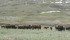 MCF is carried by sheep and can be deadly when transmitted to cattle or bison. | File photo