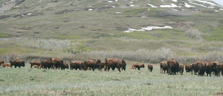 MCF is carried by sheep and can be deadly when transmitted to cattle or bison.  |  File photo