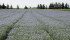 Canada’s flax council says it hopes to have some role in the development of a non-GM herbicide tolerant flax. | File photo