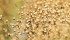 Insufficient data of flax varieties will be available with fewer sites conducting field trials. | File photo
